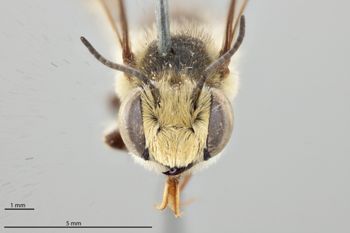 Media type: image;   Entomology 27431 Aspect: head frontal view